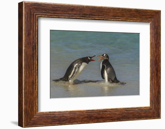 Falkland Islands, Bleaker Island. Gentoo Penguins Arguing-Cathy & Gordon Illg-Framed Photographic Print