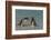 Falkland Islands, Bleaker Island. Gentoo Penguins Arguing-Cathy & Gordon Illg-Framed Photographic Print