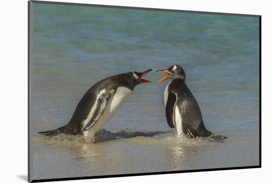 Falkland Islands, Bleaker Island. Gentoo Penguins Arguing-Cathy & Gordon Illg-Mounted Photographic Print