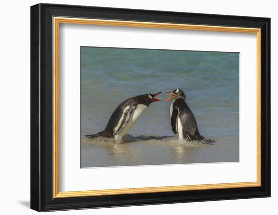Falkland Islands, Bleaker Island. Gentoo Penguins Arguing-Cathy & Gordon Illg-Framed Photographic Print
