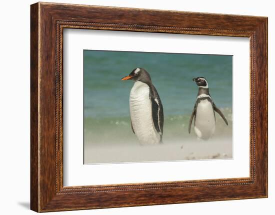 Falkland Islands, Bleaker Island. Gentoo Penguins on the Beach-Cathy & Gordon Illg-Framed Photographic Print