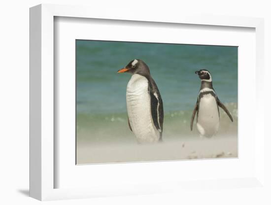 Falkland Islands, Bleaker Island. Gentoo Penguins on the Beach-Cathy & Gordon Illg-Framed Photographic Print