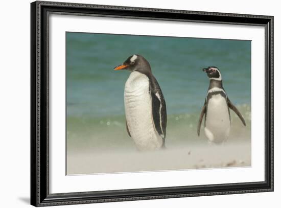 Falkland Islands, Bleaker Island. Gentoo Penguins on the Beach-Cathy & Gordon Illg-Framed Photographic Print