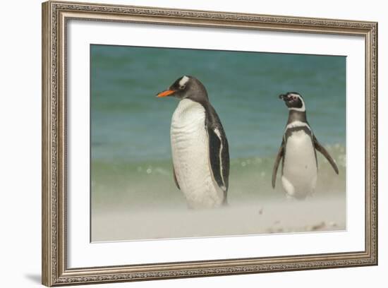 Falkland Islands, Bleaker Island. Gentoo Penguins on the Beach-Cathy & Gordon Illg-Framed Photographic Print