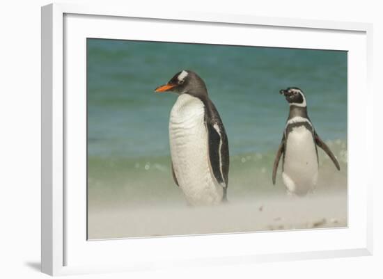 Falkland Islands, Bleaker Island. Gentoo Penguins on the Beach-Cathy & Gordon Illg-Framed Photographic Print