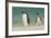 Falkland Islands, Bleaker Island. Gentoo Penguins on the Beach-Cathy & Gordon Illg-Framed Photographic Print