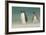 Falkland Islands, Bleaker Island. Gentoo Penguins on the Beach-Cathy & Gordon Illg-Framed Photographic Print