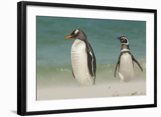 Falkland Islands, Bleaker Island. Gentoo Penguins on the Beach-Cathy & Gordon Illg-Framed Photographic Print