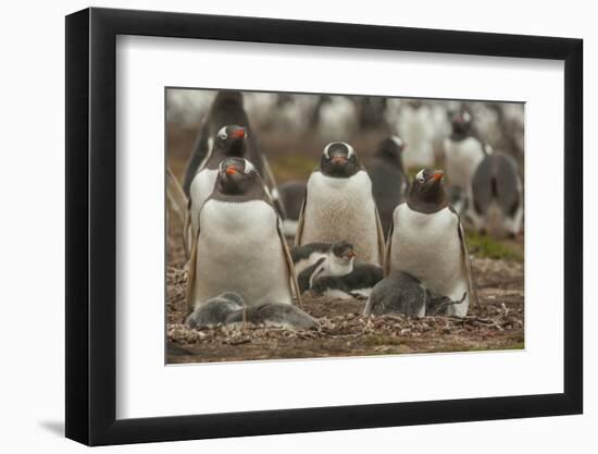 Falkland Islands, Bleaker Island. Group of Gentoo Penguins-Cathy & Gordon Illg-Framed Photographic Print