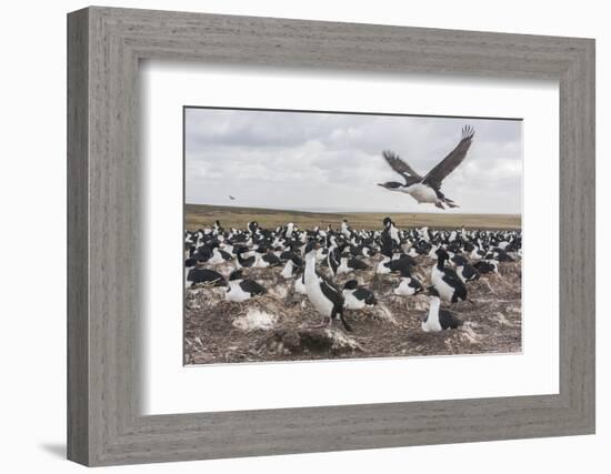 Falkland Islands, Bleaker Island. Imperial Shag Nesting Colony-Cathy & Gordon Illg-Framed Photographic Print