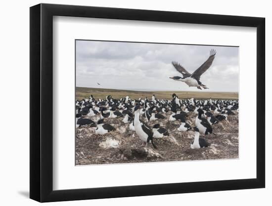 Falkland Islands, Bleaker Island. Imperial Shag Nesting Colony-Cathy & Gordon Illg-Framed Photographic Print