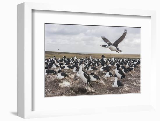 Falkland Islands, Bleaker Island. Imperial Shag Nesting Colony-Cathy & Gordon Illg-Framed Photographic Print