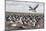 Falkland Islands, Bleaker Island. Imperial Shag Nesting Colony-Cathy & Gordon Illg-Mounted Photographic Print