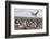 Falkland Islands, Bleaker Island. Imperial Shag Nesting Colony-Cathy & Gordon Illg-Framed Photographic Print