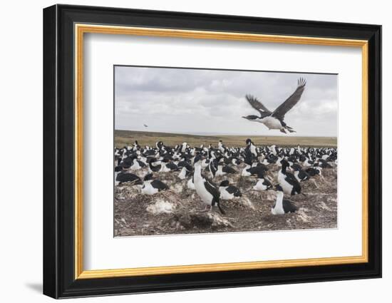 Falkland Islands, Bleaker Island. Imperial Shag Nesting Colony-Cathy & Gordon Illg-Framed Photographic Print