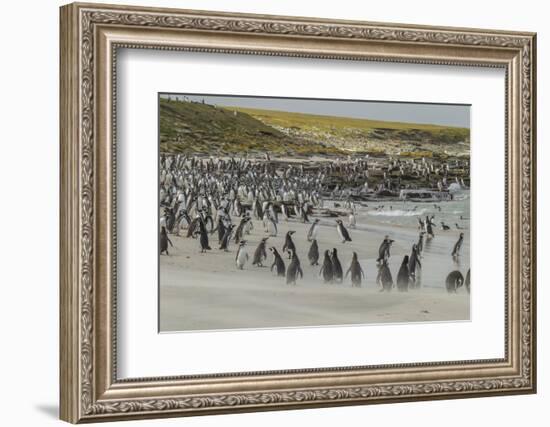 Falkland Islands, Bleaker Island. Magellanic and Gentoo Penguins-Cathy & Gordon Illg-Framed Photographic Print