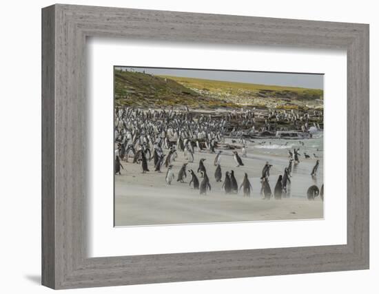 Falkland Islands, Bleaker Island. Magellanic and Gentoo Penguins-Cathy & Gordon Illg-Framed Photographic Print