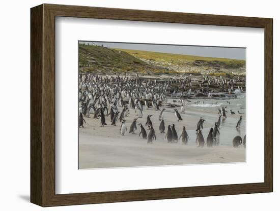 Falkland Islands, Bleaker Island. Magellanic and Gentoo Penguins-Cathy & Gordon Illg-Framed Photographic Print