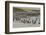 Falkland Islands, Bleaker Island. Magellanic and Gentoo Penguins-Cathy & Gordon Illg-Framed Photographic Print