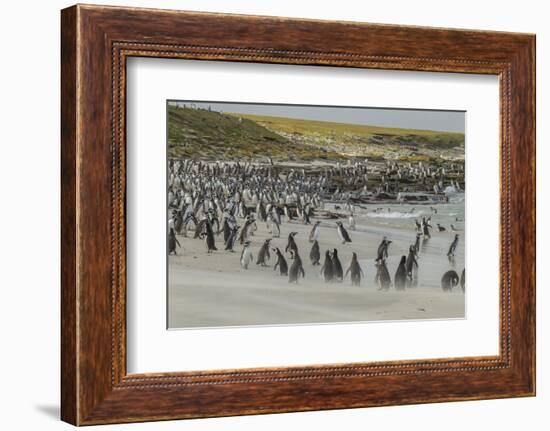 Falkland Islands, Bleaker Island. Magellanic and Gentoo Penguins-Cathy & Gordon Illg-Framed Photographic Print