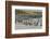 Falkland Islands, Bleaker Island. Magellanic and Gentoo Penguins-Cathy & Gordon Illg-Framed Photographic Print