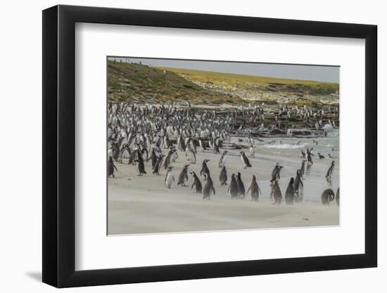 Falkland Islands, Bleaker Island. Magellanic and Gentoo Penguins-Cathy & Gordon Illg-Framed Photographic Print