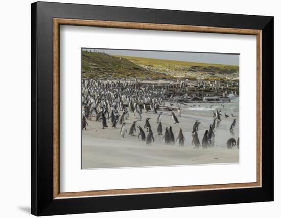 Falkland Islands, Bleaker Island. Magellanic and Gentoo Penguins-Cathy & Gordon Illg-Framed Photographic Print