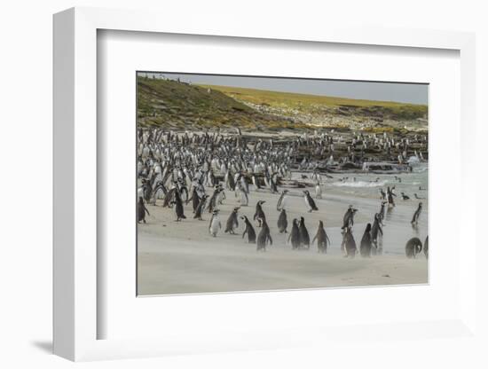 Falkland Islands, Bleaker Island. Magellanic and Gentoo Penguins-Cathy & Gordon Illg-Framed Photographic Print