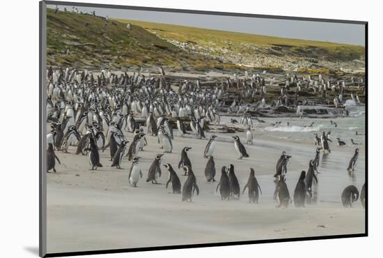 Falkland Islands, Bleaker Island. Magellanic and Gentoo Penguins-Cathy & Gordon Illg-Mounted Photographic Print