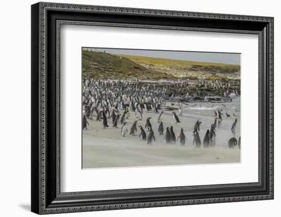 Falkland Islands, Bleaker Island. Magellanic and Gentoo Penguins-Cathy & Gordon Illg-Framed Photographic Print