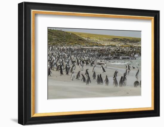 Falkland Islands, Bleaker Island. Magellanic and Gentoo Penguins-Cathy & Gordon Illg-Framed Photographic Print