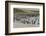 Falkland Islands, Bleaker Island. Magellanic and Gentoo Penguins-Cathy & Gordon Illg-Framed Photographic Print