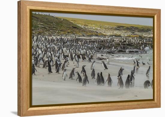 Falkland Islands, Bleaker Island. Magellanic and Gentoo Penguins-Cathy & Gordon Illg-Framed Premier Image Canvas