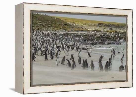 Falkland Islands, Bleaker Island. Magellanic and Gentoo Penguins-Cathy & Gordon Illg-Framed Premier Image Canvas