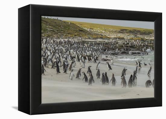 Falkland Islands, Bleaker Island. Magellanic and Gentoo Penguins-Cathy & Gordon Illg-Framed Premier Image Canvas