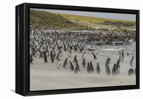 Falkland Islands, Bleaker Island. Magellanic and Gentoo Penguins-Cathy & Gordon Illg-Framed Premier Image Canvas