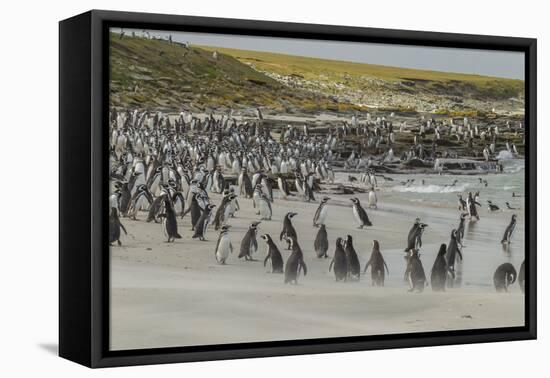 Falkland Islands, Bleaker Island. Magellanic and Gentoo Penguins-Cathy & Gordon Illg-Framed Premier Image Canvas