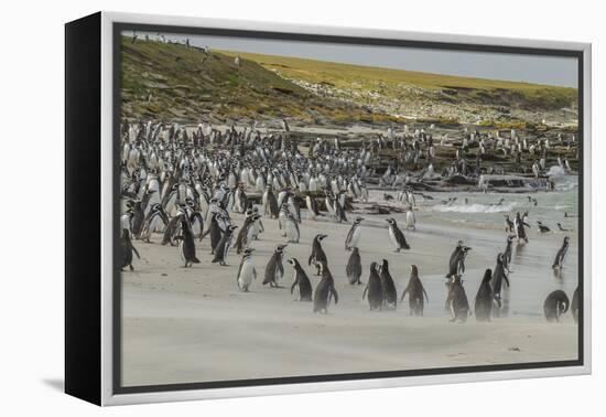 Falkland Islands, Bleaker Island. Magellanic and Gentoo Penguins-Cathy & Gordon Illg-Framed Premier Image Canvas