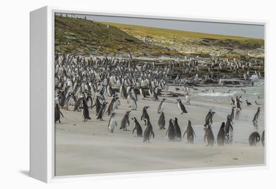 Falkland Islands, Bleaker Island. Magellanic and Gentoo Penguins-Cathy & Gordon Illg-Framed Premier Image Canvas