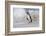 Falkland Islands, Bleaker Island. Magellanic penguin and crashing surf.-Jaynes Gallery-Framed Photographic Print