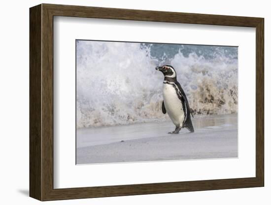 Falkland Islands, Bleaker Island. Magellanic penguin and crashing surf.-Jaynes Gallery-Framed Photographic Print