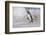 Falkland Islands, Bleaker Island. Magellanic penguin and crashing surf.-Jaynes Gallery-Framed Photographic Print