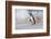 Falkland Islands, Bleaker Island. Magellanic penguin and crashing surf.-Jaynes Gallery-Framed Photographic Print