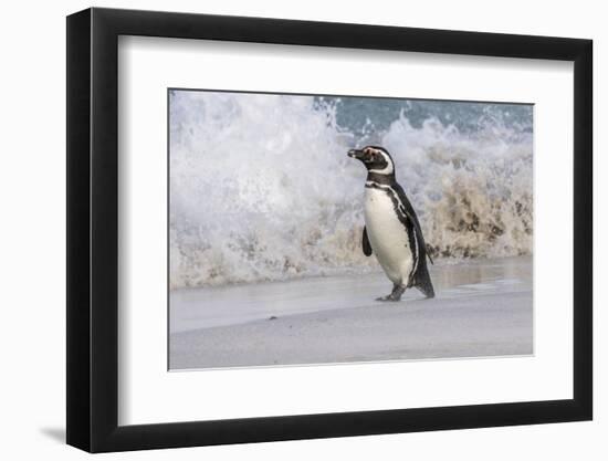 Falkland Islands, Bleaker Island. Magellanic penguin and crashing surf.-Jaynes Gallery-Framed Photographic Print