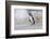 Falkland Islands, Bleaker Island. Magellanic penguin and crashing surf.-Jaynes Gallery-Framed Photographic Print