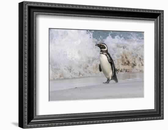 Falkland Islands, Bleaker Island. Magellanic penguin and crashing surf.-Jaynes Gallery-Framed Photographic Print