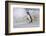 Falkland Islands, Bleaker Island. Magellanic penguin and crashing surf.-Jaynes Gallery-Framed Photographic Print