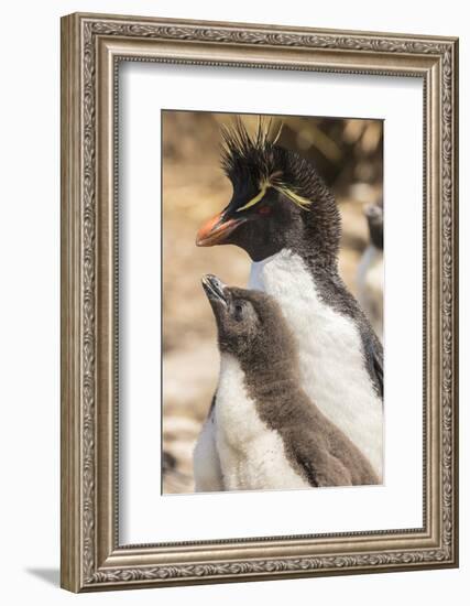 Falkland Islands, Bleaker Island. Rockhopper penguin adult and chick.-Jaynes Gallery-Framed Photographic Print