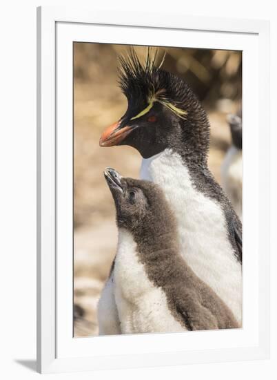 Falkland Islands, Bleaker Island. Rockhopper penguin adult and chick.-Jaynes Gallery-Framed Premium Photographic Print