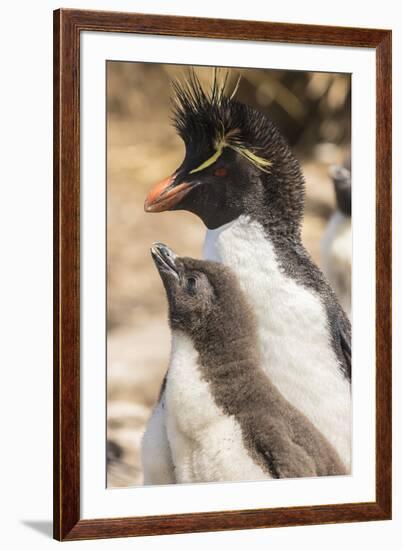 Falkland Islands, Bleaker Island. Rockhopper penguin adult and chick.-Jaynes Gallery-Framed Premium Photographic Print